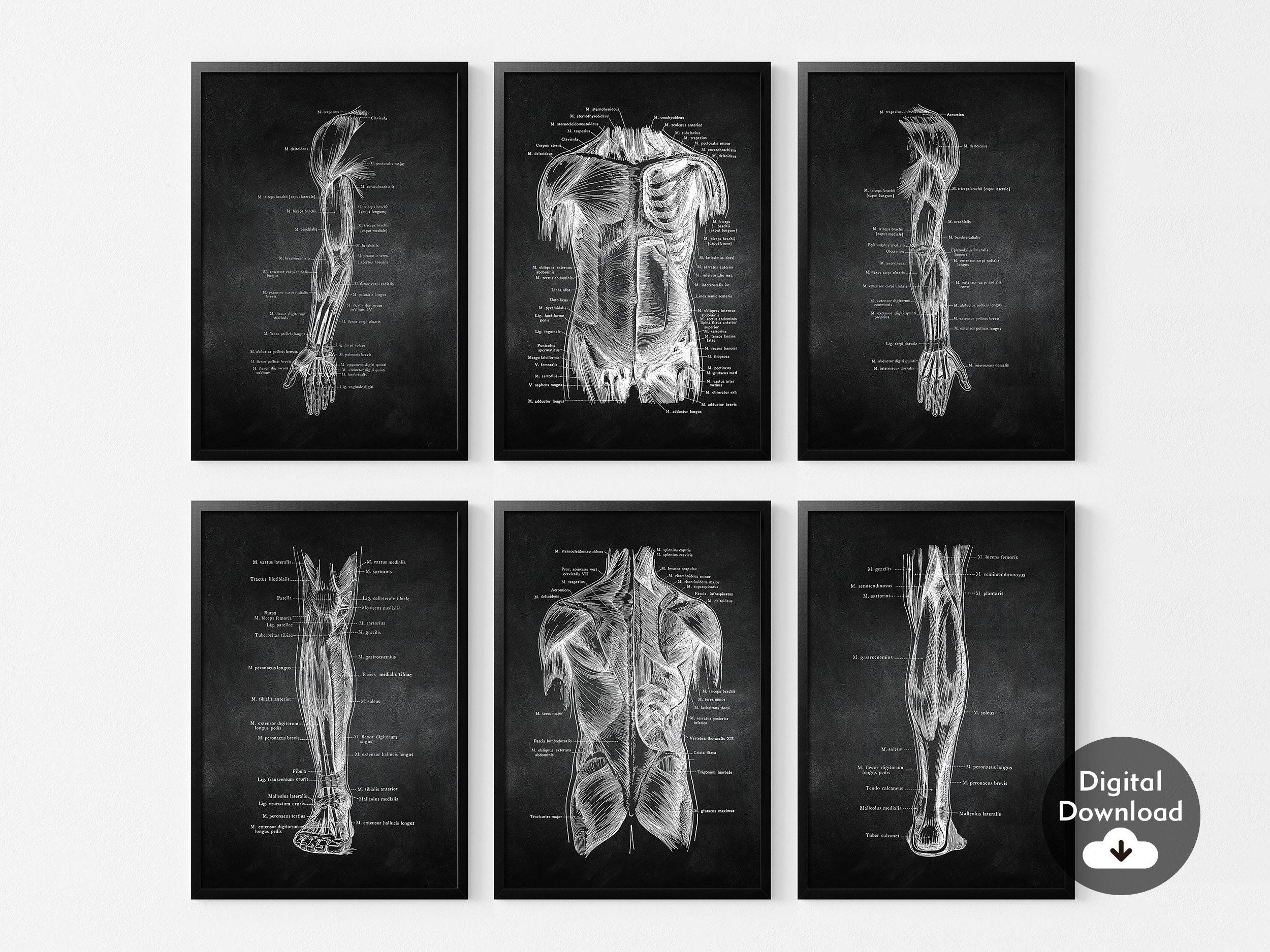 Set of 6 Human Body Anatomy Print,Vintage Human Anatomy Art Poster,Human Anatomy Artwork,Muscle   Posters,Medical Wall Pictures Decor