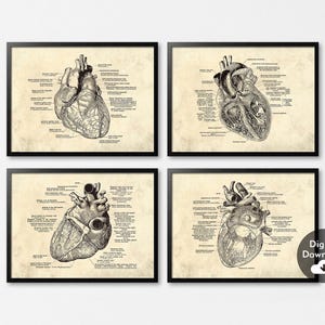 Set of 4 Human Anatomical Heart  Print，Vintage Anatomy Art，Heart Poster，Medical Wall Pictures Decor，Clinic Wall Art，Cardiologist Doctor Gift