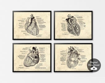 Set of 4 Human Anatomical Heart  Print，Vintage Anatomy Art，Heart Poster，Medical Wall Pictures Decor，Clinic Wall Art，Cardiologist Doctor Gift