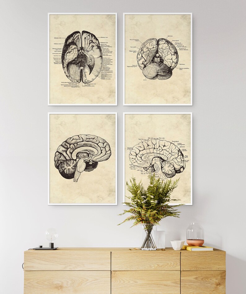 Set of 4 Vintage Human Brain Anatomy Art Prints (digital Download) - Etsy