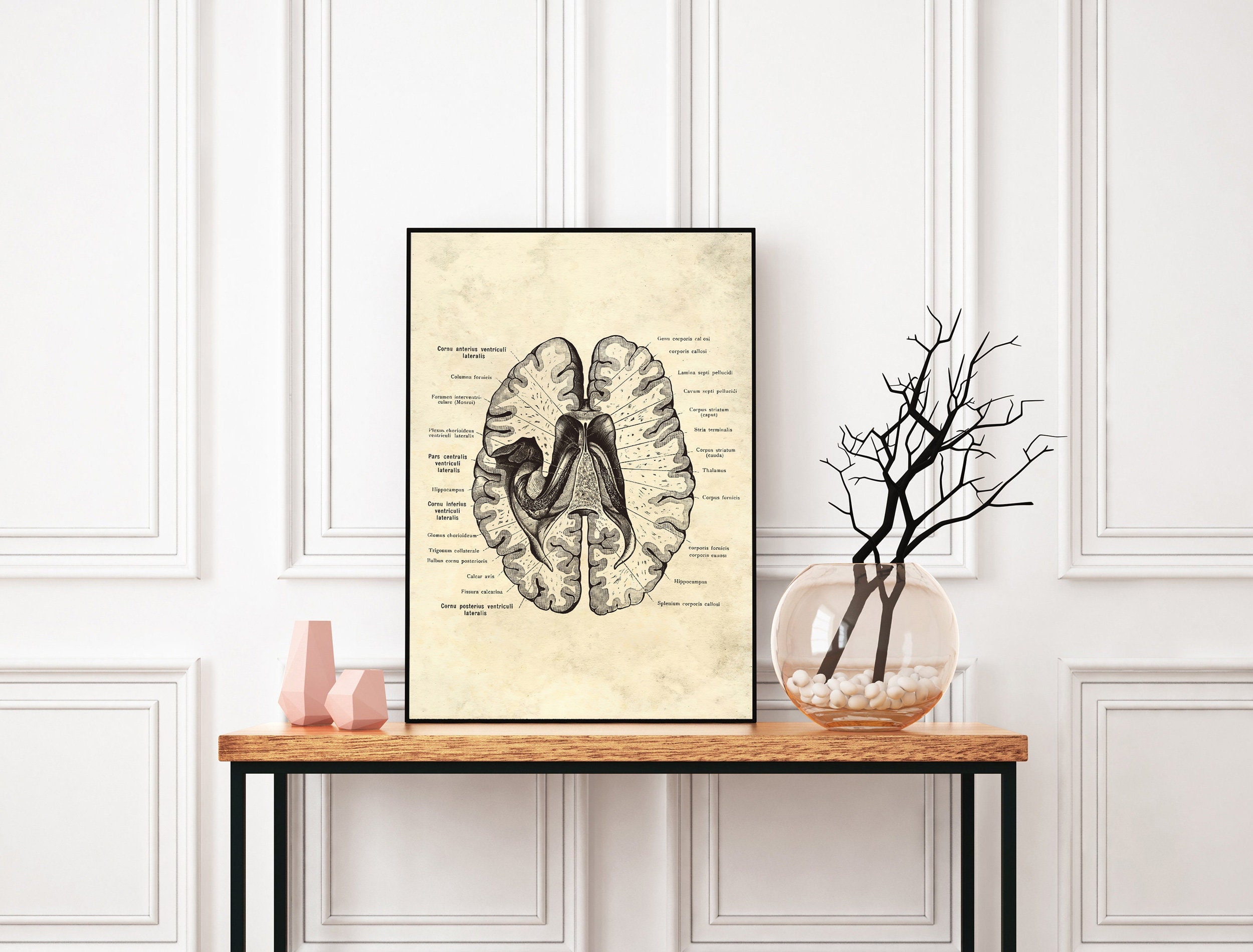 Vintage Human Brain Anatomy Art Prints, Set of 4 (digital Download) - Etsy
