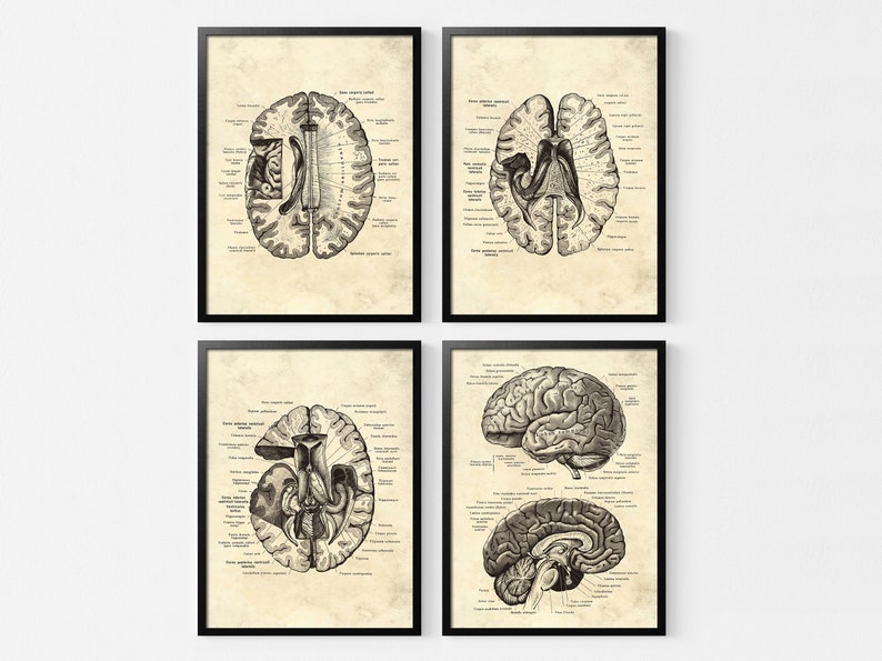 Vintage Human Brain Anatomy Art Prints, Set of 4 (digital Download) - Etsy