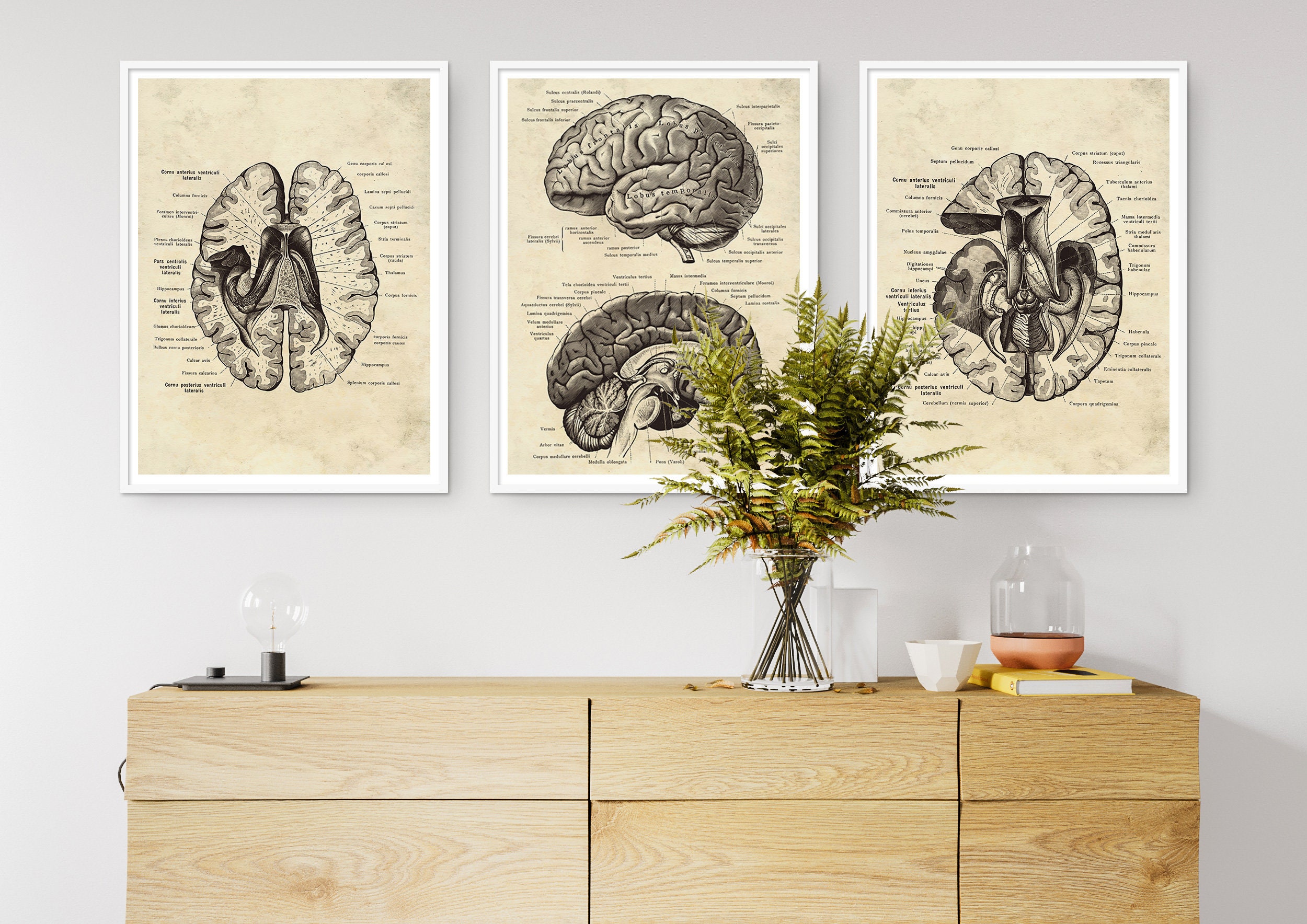 Vintage Human Brain Anatomy Art Prints, Set of 4 (digital Download) - Etsy