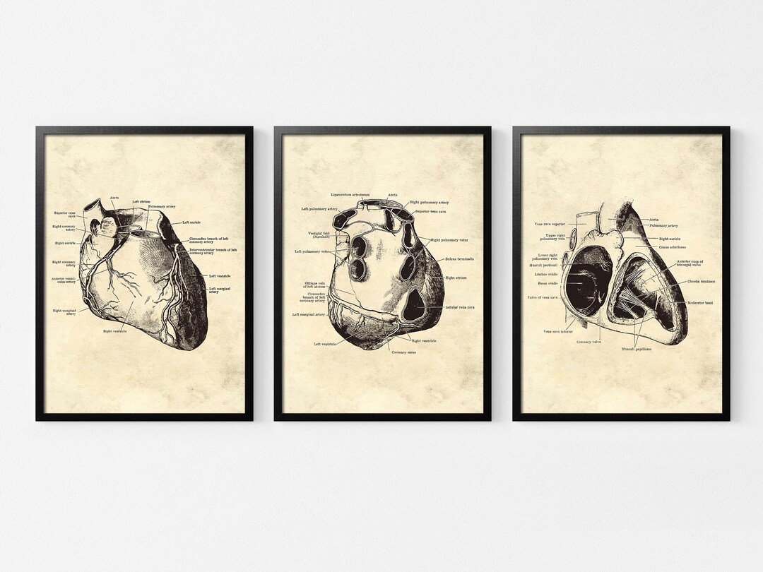Vintage Anatomical Heart Canvas Print, Medical Art Gift - Etsy