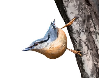 Eurasian Nuthatch Fine Art Print - Realistic Style - Digital Illustration