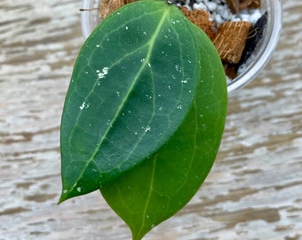 Hoya BP-01 rooted in 2" plastic cup, grower's choice