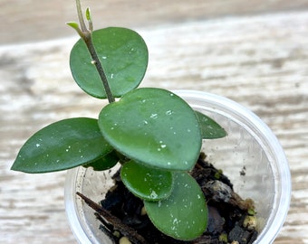 Hoya 'Mathilde' rooted in 2" plastic cup, grower's choice