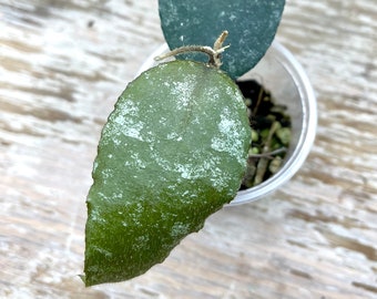 Hoya caudata 'Sumatra' rooted in 2" plastic cup, grower's choice