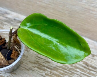 Hoya 'Dr. IBOK' rooted in 2" plastic cup, grower's choice