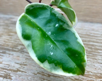 Hoya carnosa outer variegated (Krimson Queen) rooted in 2" plastic cup, grower's choice
