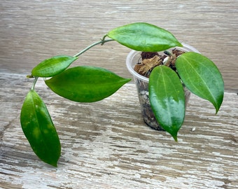 Hoya neo-ebudica rooted in 2" plastic cup, grower's choice