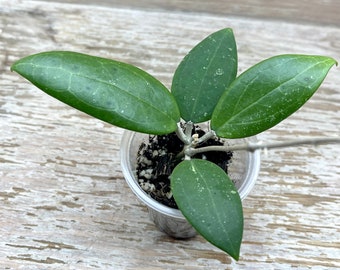 Hoya sp. Hat Som Paen rooted in 2" plastic cup, grower's choice