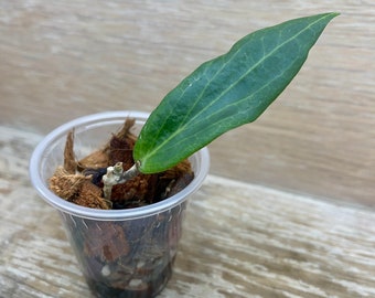Hoya benvergarai rooted in 2" plastic cup, grower's choice