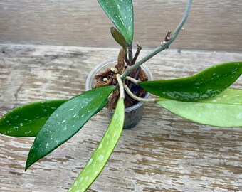 Hoya pubicalyx (splash) rooted in 2" plastic cup, grower's choice