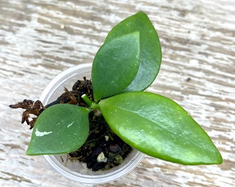 Hoya diptera rooted in 2" plastic cup, grower's choice