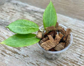 Hoya fitchii rooted in 2" plastic cup, grower's choice