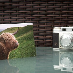 Highland Cow Greetings Card