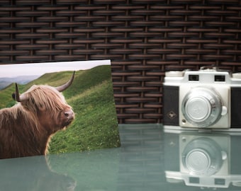 Biglietto d'auguri per la mucca dell'altopiano