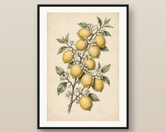 Vintage Citrus Botanical Wall Art Set of 6, Lemon Orange Fruit Prints, Mediterranean Kitchen Decor