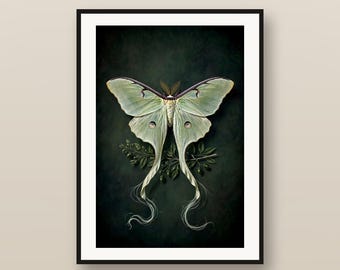 Moth & Butterfly Wall Art Set of 6, Vintage Entomology Prints, Dark Academia Insect Decor