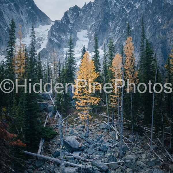 Stillness | Digital Download | Larch | Colchuck Lake | Washington