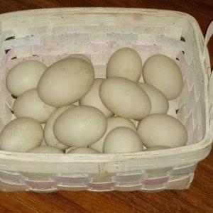 May include: A rectangular white woven basket filled with a dozen pale, oval-shaped eggs. The basket has two arched handles and is set on a wooden surface.