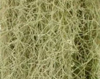 Live Florida Spanish Moss for Flower Arrangements & Houseplant Moisture - Fresh from our Farm