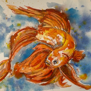 Orange Angel Fish
