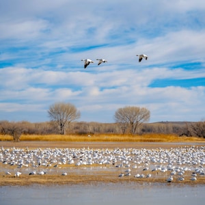 Bosque Del Apache Birds Photograph, Canvas Print 24x36, New Mexico Landscape Wall Décoré