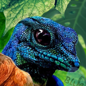 Electric Blue Day Gecko