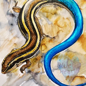 Western Skink 1
