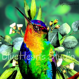 Fiery Throated Hummingbird