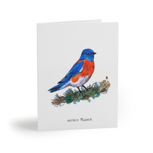 Western Bluebird Greeting Cards
