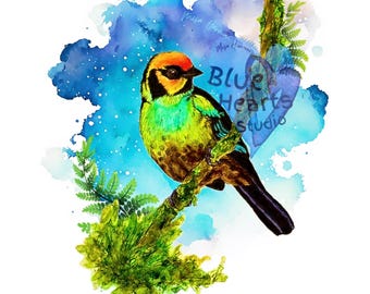 Flame-Faced Tanager 2