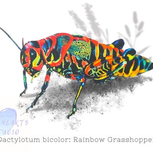 Könnte beinhalten: Eine farbenfrohe Illustration eines Dactylotum bicolor, auch bekannt als Regenbogen-Heuschrecke. Die Heuschrecke ist in einem lebendigen Mix aus Rot, Gelb, Grün, Blau und Schwarz dargestellt.