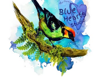 Flame-Faced Tanager 1