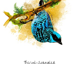Beryl-Spangled Tanager