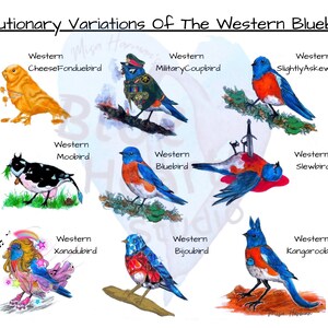 Evolutionary Variations Of The Western Bluebird