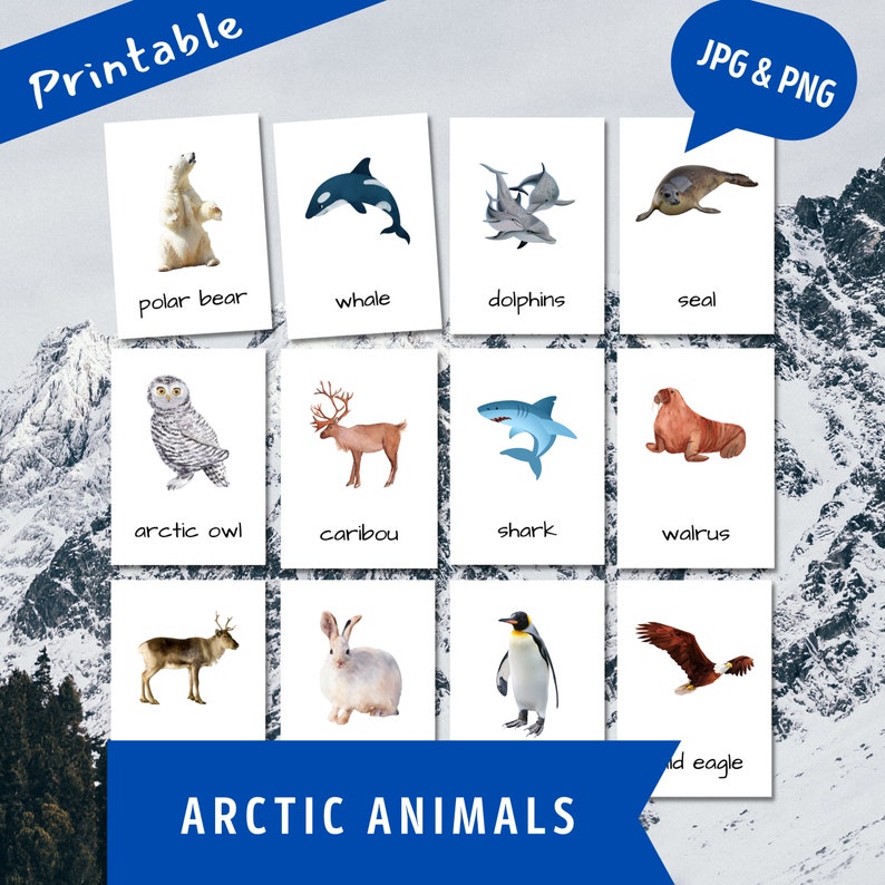 Arctic Animals 20 Printable Animal Flash Cards Kids Arctic - Etsy