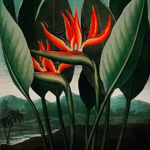 Stunning Canvas Art Print The Queen Plant Temple of Flora Robert John Thornton. Holiday Gift Wall Art Gift for Mom Original Art Wall Decor