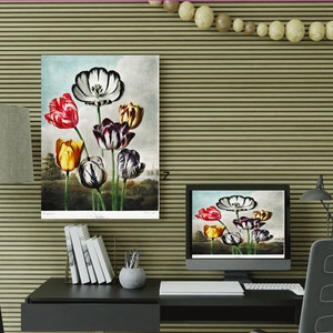 Original Canvas Painting Tulips from The Temple of Flora (1807) by Robert John Thornton Flower Art Decor Holiday Gift Famous Painter Colors