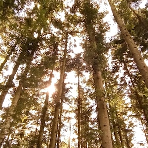 Forest | Beautifully Captured Photo | Digital Download | Artistic Photography | Art | Digital Photo | HD | Deco | Trees | Lost in forest