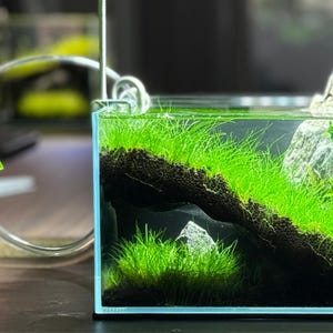 The Corner Hollow Large Aquarium Cave image 1