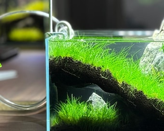 The Corner Hollow Large Aquarium Cave