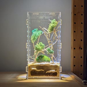 May include: A clear acrylic ant farm with a sand and dirt substrate. The farm has a small green moss-covered mound and a few branches. The farm is lit from below.