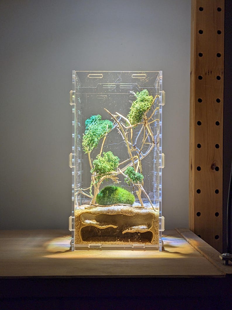 May include: A clear acrylic ant farm with a sand and dirt substrate. The farm has a small green moss-covered mound and a few branches. The farm is lit from below.