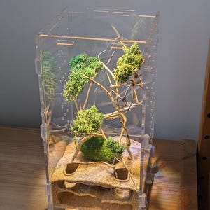 May include: A clear acrylic ant farm with a sand substrate and a multi-level ant nest. The farm is decorated with green moss and branches.
