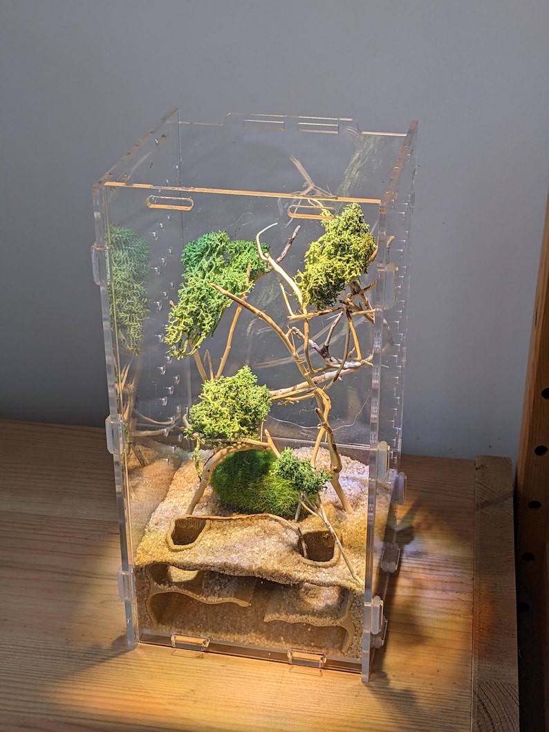 May include: A clear acrylic ant farm with a sand substrate and a multi-level ant nest. The farm is decorated with green moss and branches.