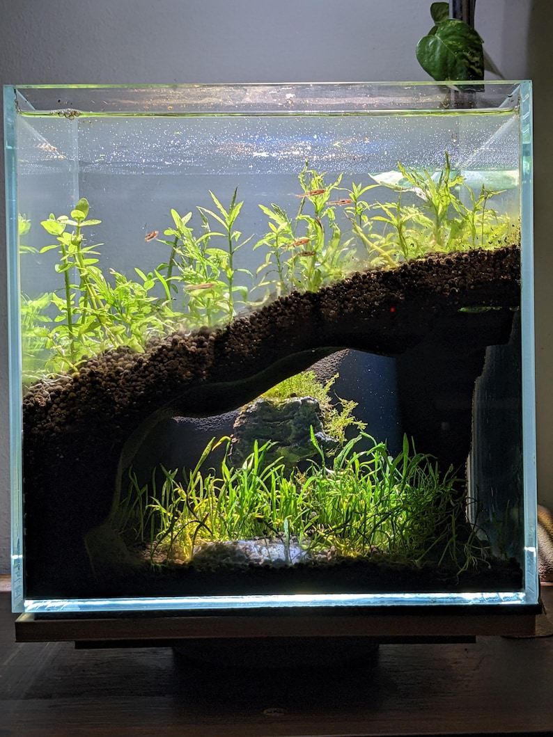 May include: A small, clear glass aquarium with live aquatic plants and small fish. The tank features a dark, earthy substrate and a naturalistic arrangement, creating a miniature underwater ecosystem. The aquarium is set on a wooden base.