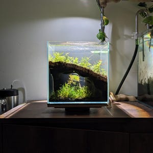 May include: A small, clear glass aquarium with aquatic plants and a piece of driftwood. The tank sits on a wooden stand and is illuminated by overhead lights. The aquarium is filled with water and appears to be a miniature aquatic ecosystem.